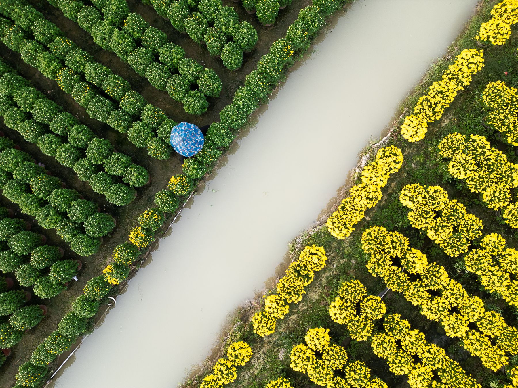 Real aerial view of Sa Đéc flower fields